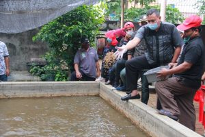 WAKIL WALI KOTA TINJAU BUDIDAYA LELE HASIL UKM RT 03/02 JATICEMPAKA