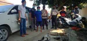 Satu Dari Tiga Pelaku Pencuri Kambing Di Amankan Polisi