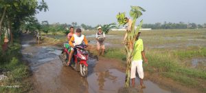15 Tahun Jalan Rusak Warga Tanam Pisang Di Tengah Jalan