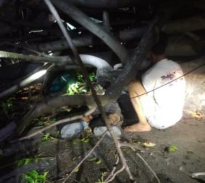 Karyawan Gudang Plastik Tewas Tertimpa Pohon