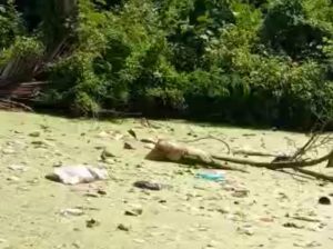 Mayat Wanita Mengambang Di Empang Gemparkan Warga Karang Sentosa