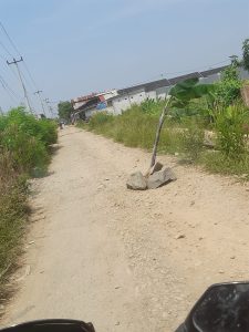 Kesal Jalan Rusak Warga Wates Babelan Kabupaten Bekasi Pasang Pohon Pisang di Tengah Jalan