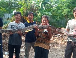 Ular Sanca Batik 6 Meter Muncul Di Gudang Gemparkan Warga Pasirsari