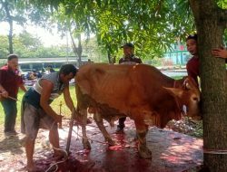 Sapi Seberat 800 Kilogram di Dapatkan Ponpes Attaqwa Dari Ketum Garindra