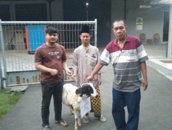 Di Momentum Hari Raya Idul Adha 1444 Hijriyah,PT Witan Presisi Indonesia Salurkan Hewan Kurban