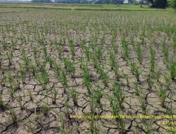 Dinas Pertanian Mitigasi Dampak Kemarau Fenomena El Nino