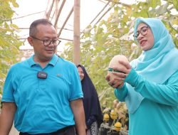 PJ Gani Dan Istri Panen Buah Melon Di Bekasi Utara