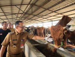 Pastikan Hewan Qurban Dalam Keadaan Sehat, Pj. Wali Kota Bekasi Monitoring Langsung Lapak Distribusi Hewan Qurban