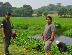 Warga Dusun 3 Desa Lambang Sari Bersihkan Eceng Gondok Situ Ciberem