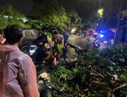 Bersihkan Pohon Tumbang Dijalan Akibat Hujan dan Angin Kencang, Dilakukan Personil Den Perintis