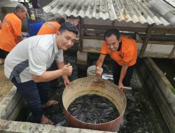 FajarPaper Sukseskan Panen Lele, Dukung Kemandirian Ekonomi Warga Binaan
