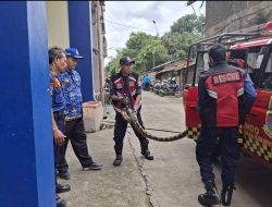 Resahksn Warga, Ular Sanca Batik Sepanjang Tiga Meter Di Evakuasi Dinas Pemadam Kebakaran
